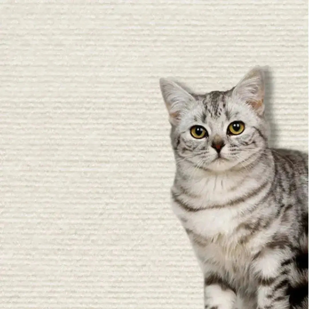 griffoir-chat-protection-creme-escalade