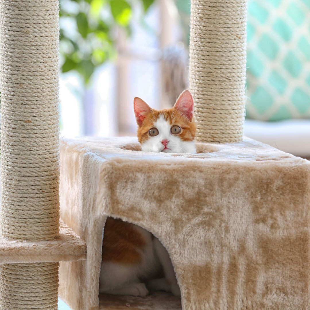 arbre_a-chat-design