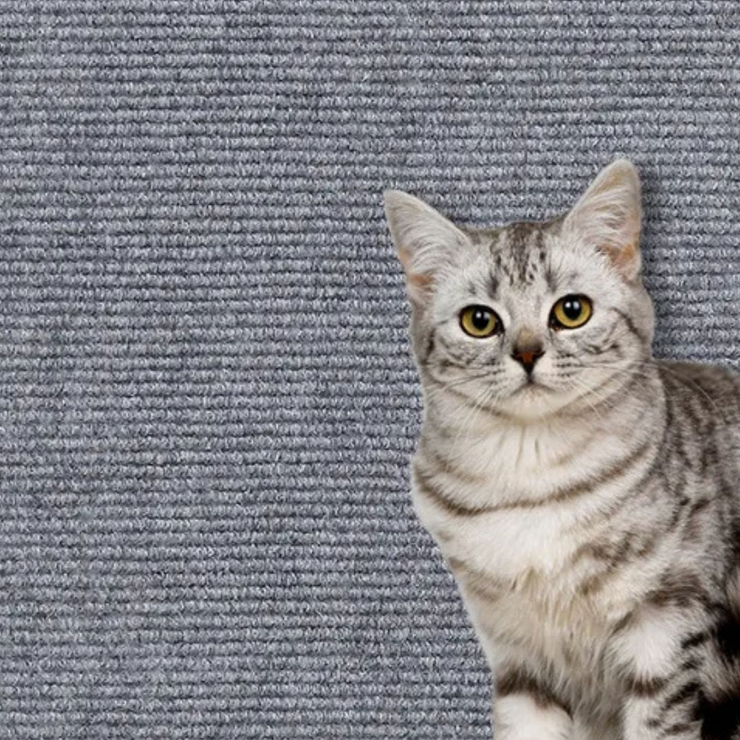 griffoir-chat-protection-gris-pale-escalade